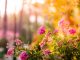 3x tips om de tuin op te fleuren